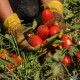 Tomates pelées Bio 